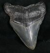 Bargain Megalodon Tooth - South Carolina #11068-1